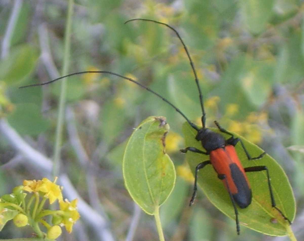 coleotteri istriani